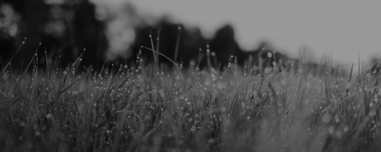 NOTHING ELSE COMPARES